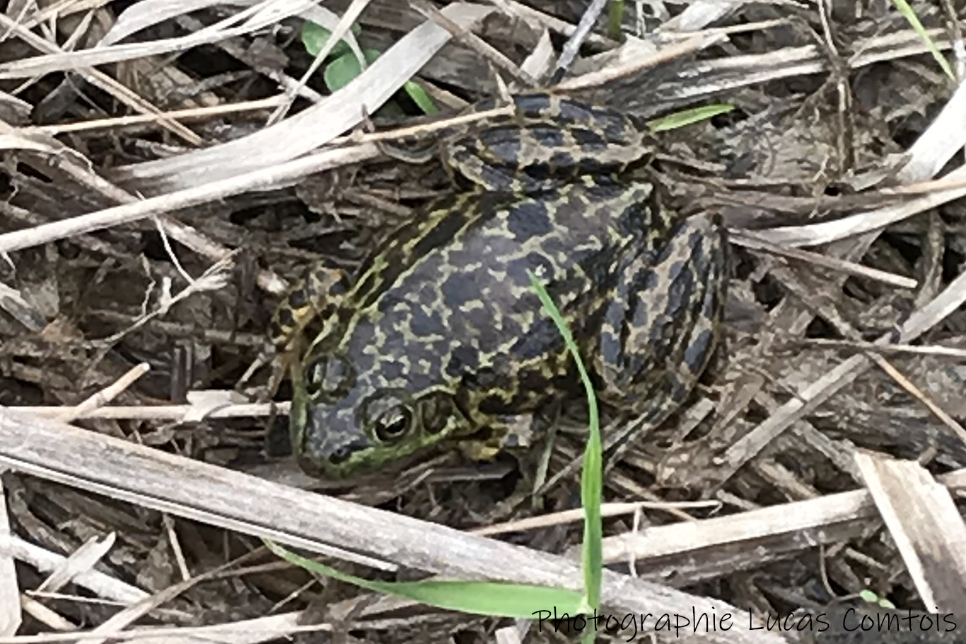 Grenouille du Nord