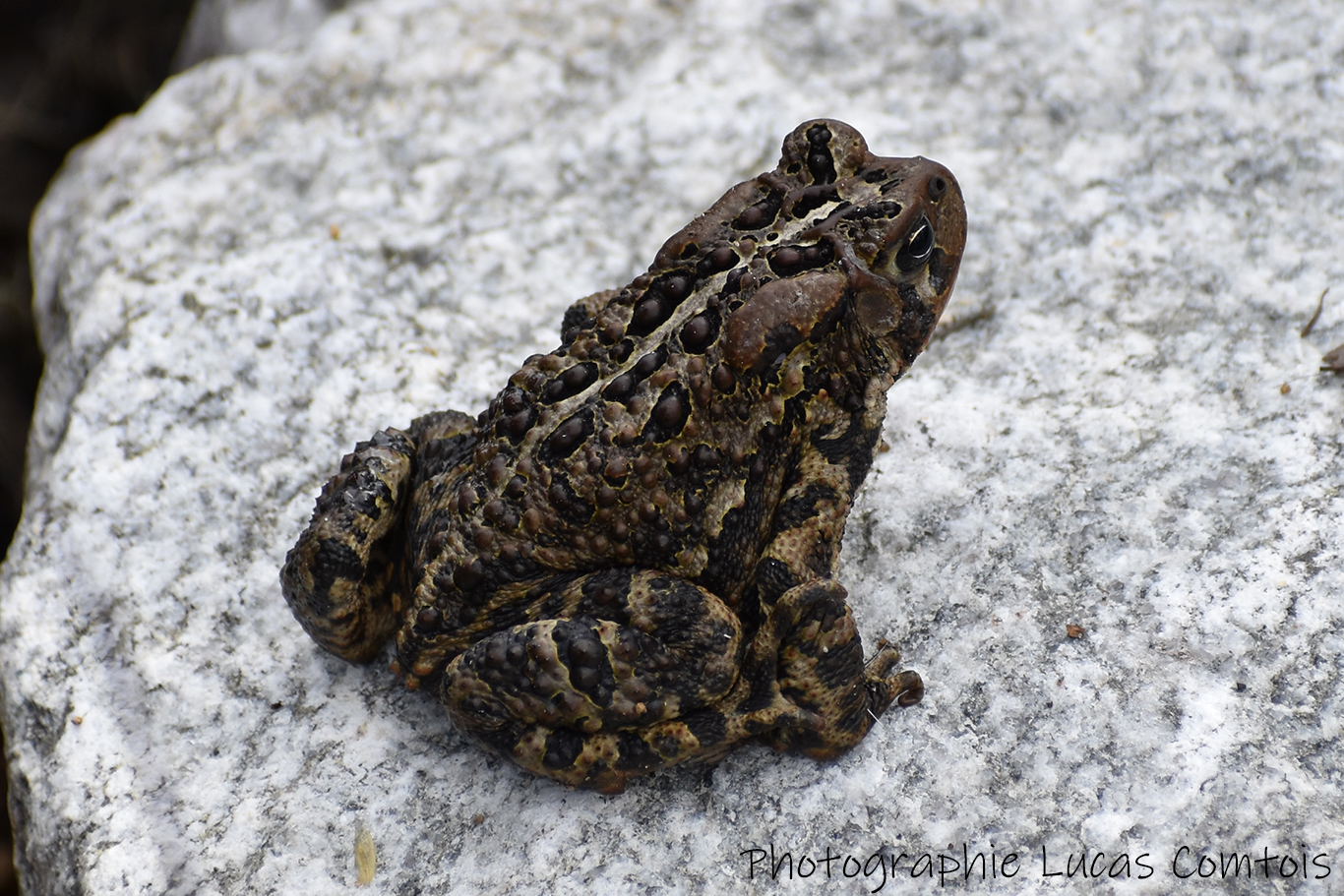 Crapaud d'Amérique
