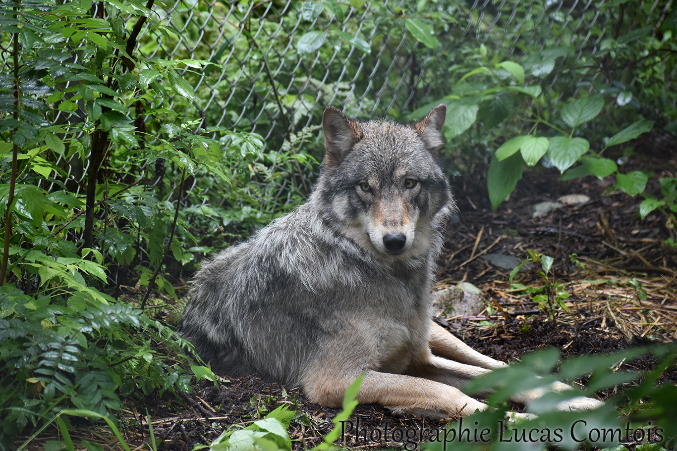 Loup Gris