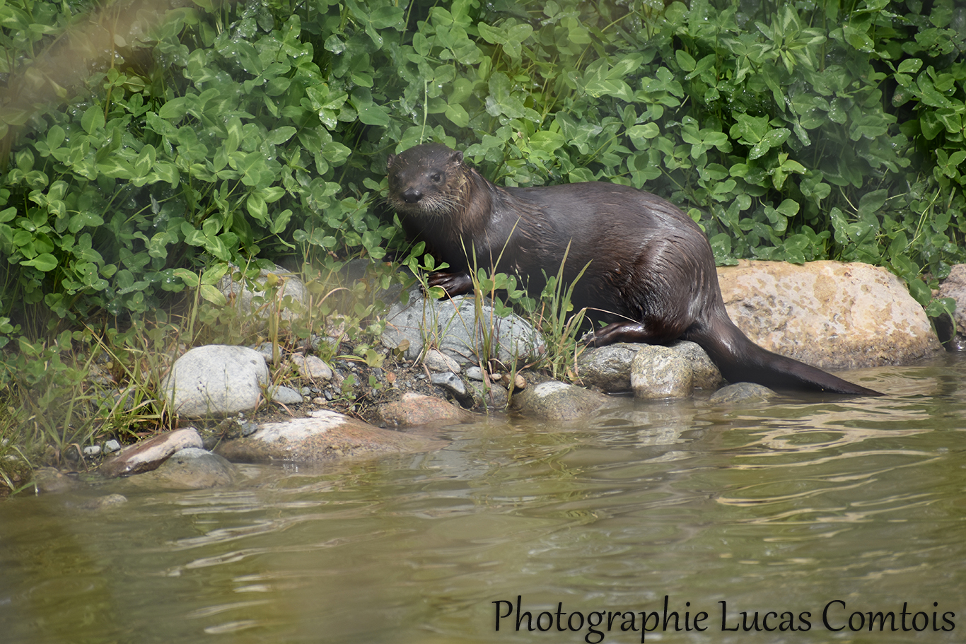 Loutre de rivière