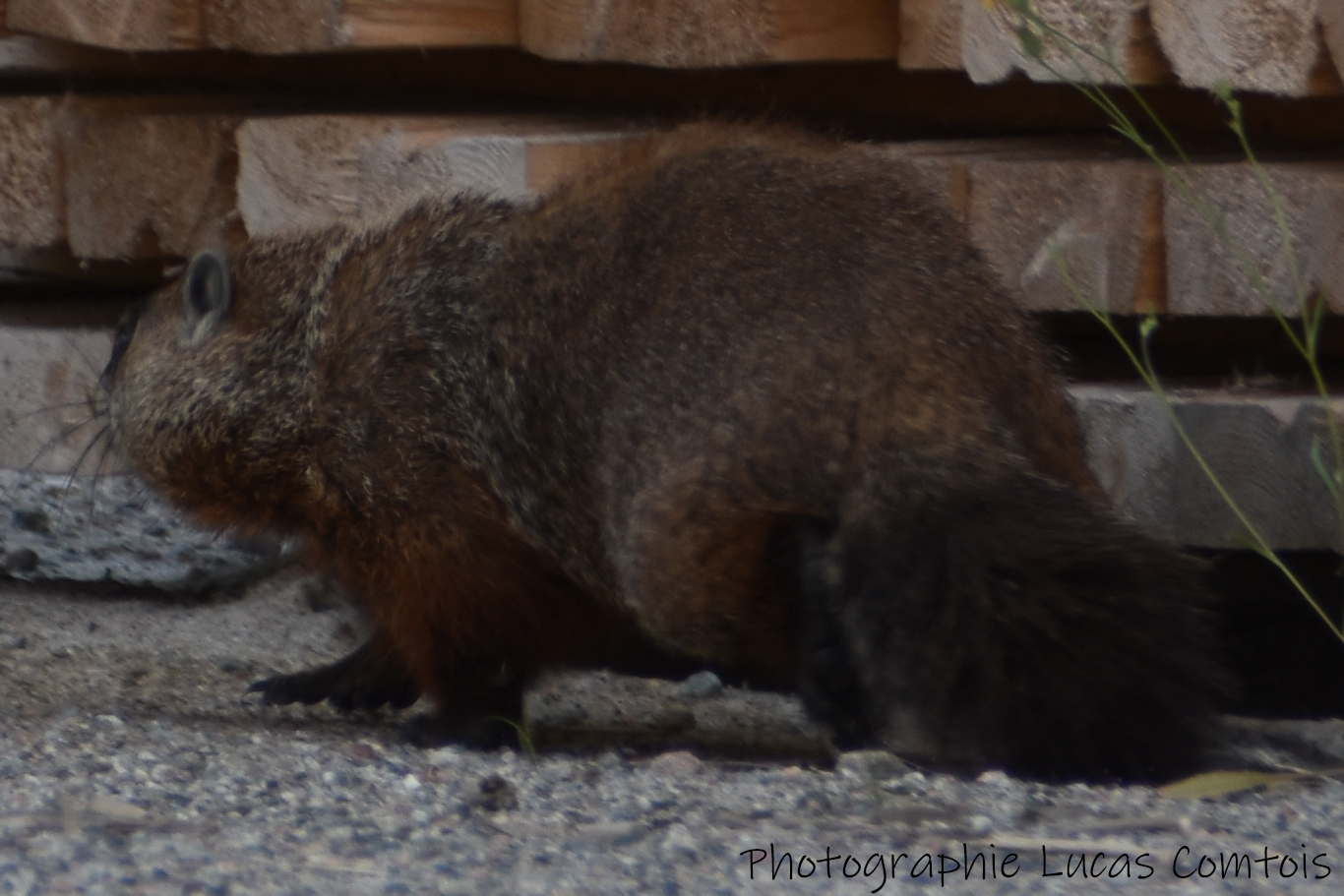 Marmotte commune