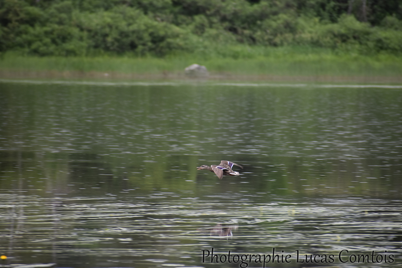 Canard colvert