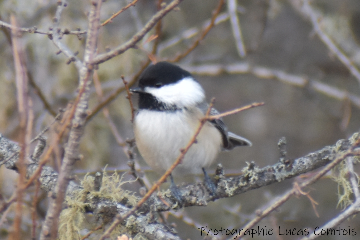 Mésange à tête noire
