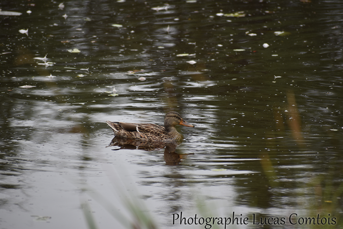 Canard noir