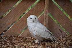 Miniature de Harfang des neiges